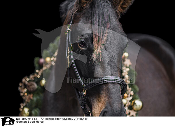 German Sport Horse / JRO-01643