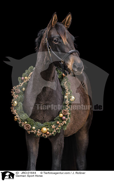 German Sport Horse / JRO-01644
