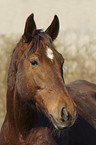 horse portrait