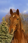 horse portrait