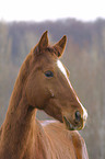 horse portrait