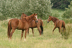 horses on meadow