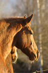 horse portrait