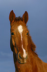 warmblood portrait