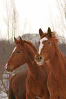 two horses