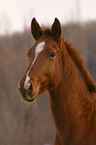 warmblood portrait