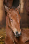 foal head