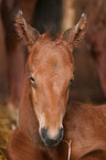 foal head