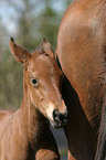 foal head