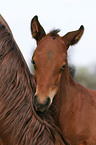 foal head