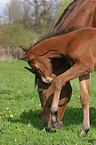 mare with foal