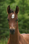 foal portrait