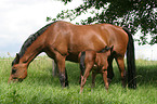 mare with foal