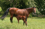 mare with foal