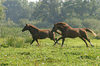 running horses