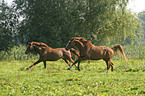 running horses