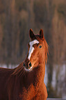 horse portrait