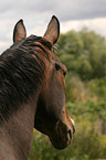 warmblood portrait