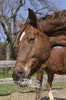 horse and water