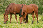 grazing horses