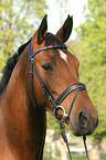 Brandenburgian horse portrait