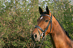 Brandenburgian horse portrait