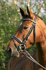 Brandenburgian horse portrait