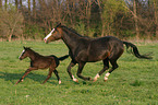 warmblood mare with foal in the meadow