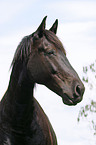 black horse