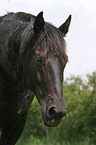 black horse