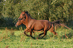 running horse