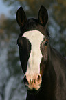 warmblood portrait