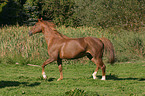 trotting horse