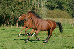 running horse