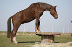 horse on pedestal