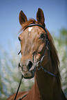 Horse Portrait