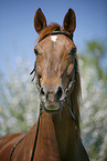Horse Portrait
