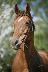 Horse Portrait