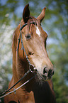 Horse Portrait