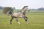 running horse