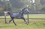 running horse