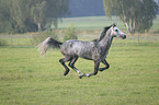 running horse