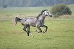 running horse