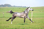 running horse