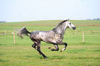 running horse