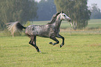 running horse