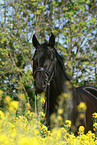 black horse