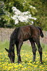 grazing foal