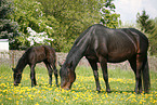 mare with foal