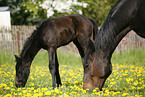 mare with foal